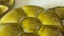 Assiettes à huitres en faience de gien