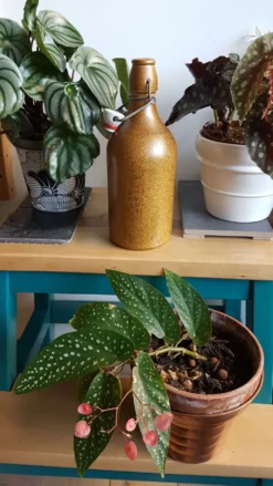 Bouteille en grès vernissé 0,5L