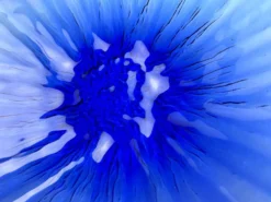 Coupe décorative bleu cobalt