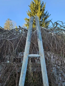 Echelle de cueillette en bois