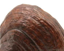 Etagère murale champignon naturel en bois foncé, années 70
