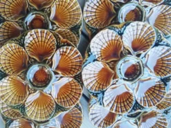 Lot d'assiettes à huîtres