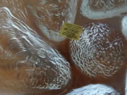 Lot de 12 assiettes à huitres vintages années 70 Arcoroc
