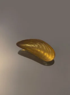 Petite salière coquille