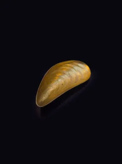 Petite salière coquille