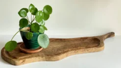 PLANCHE à Découper XL BOIS d’Olivier Vintage