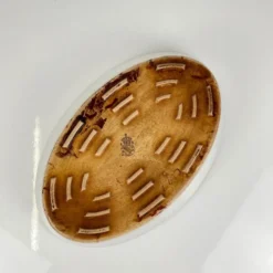 Plat culinaire (pour four), modèle Réverbère par KG Lunéville, motif tulipe