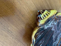 Plat Vallauris coquillage