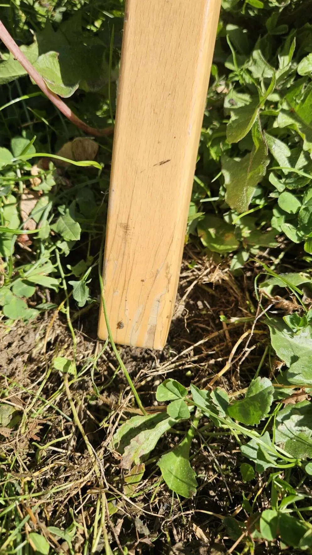 Porte manteau perroquet Baumann