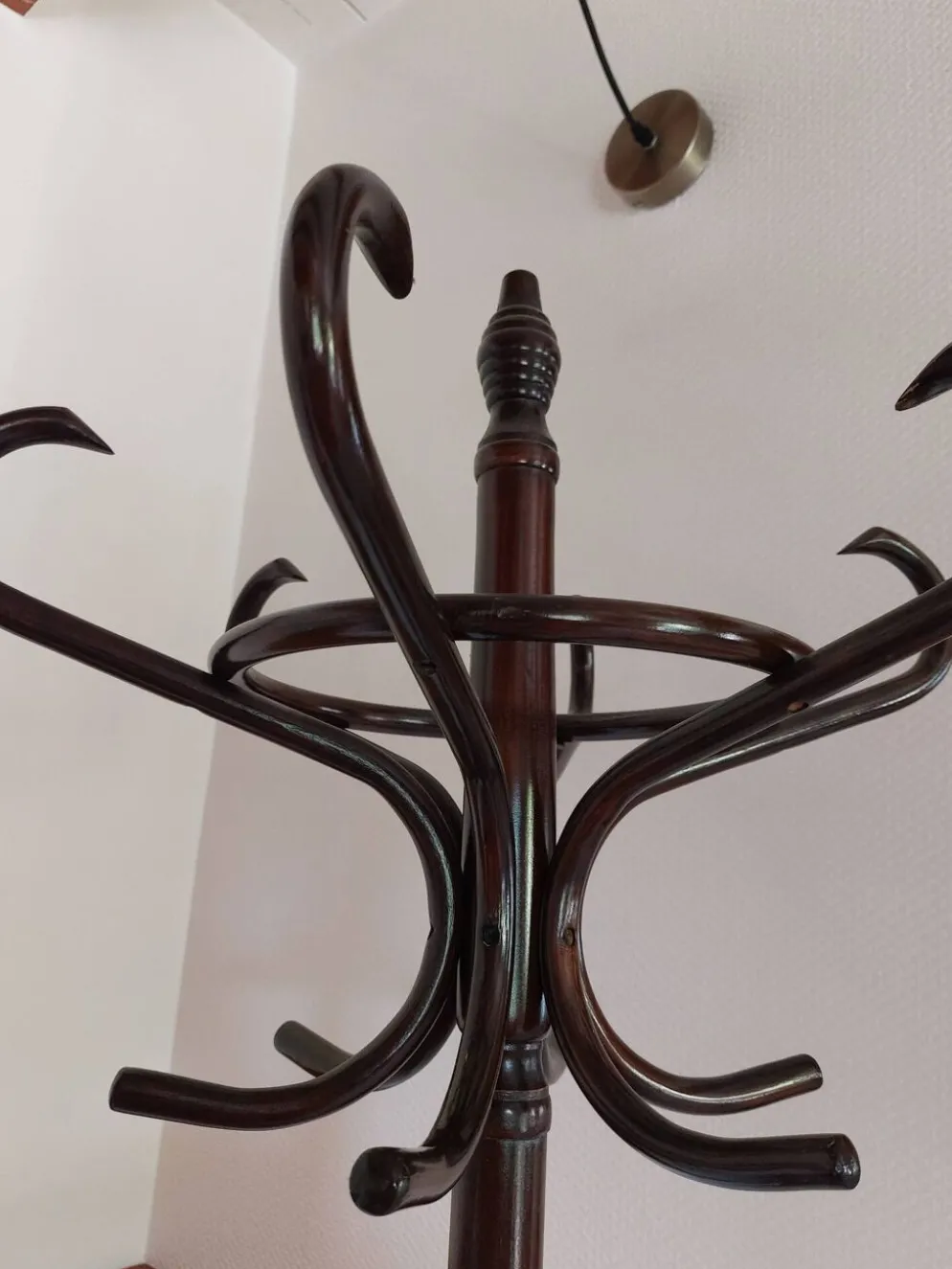 portemanteau perroquet, teinte foncée