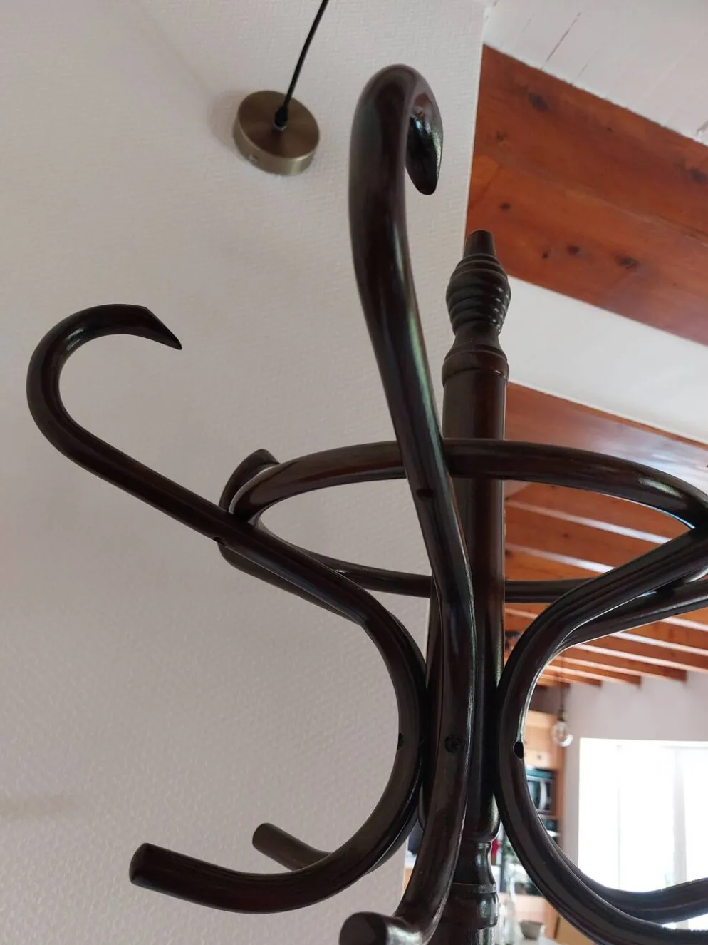 portemanteau perroquet, teinte foncée