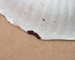 Saladier plat creux en faïence de Nevers XVIIIe