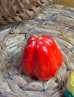 Salière et poivrier légumes céramique Vallauris