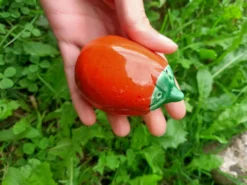 Salière Poivrière