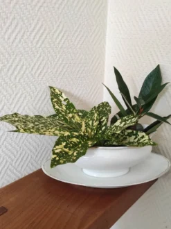 Saucière en porcelaine