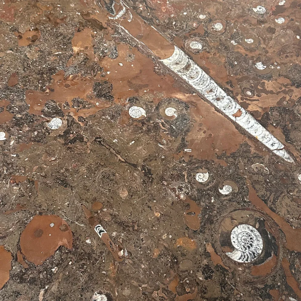 Table basse en marbre fossilisé moderniste des années 1970 avec base en bois