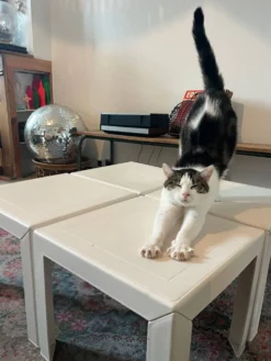 Table 70’ modulable